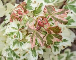 Attēlu rezultāti vaicājumam “Acer campestre flower”