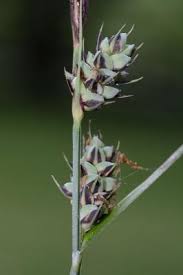 Attēlu rezultāti vaicājumam “Carex buxbaumii”