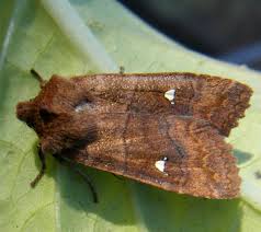 Attēlu rezultāti vaicājumam “Eupsilia transversa”