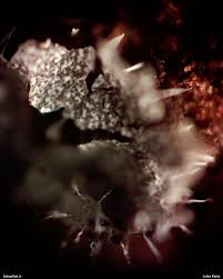 Attēlu rezultāti vaicājumam “Badhamiopsis sp.”