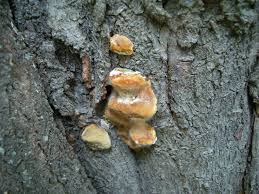 Attēlu rezultāti vaicājumam “Phellinus pomaceus”