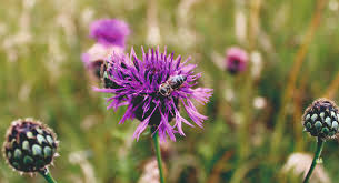 Image result for Flockenblume