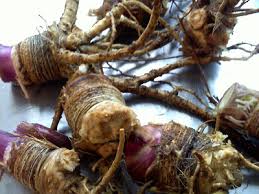 Attēlu rezultāti vaicājumam “Angelica archangelica fruit”