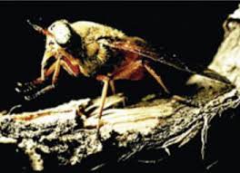 Attēlu rezultāti vaicājumam “Haematopota sp.”