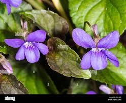 Attēlu rezultāti vaicājumam “Viola riviniana leaf”