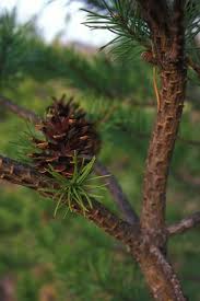 Attēlu rezultāti vaicājumam “Pinus banksiana”