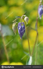 Attēlu rezultāti vaicājumam “Aquilegia vulgaris bud”