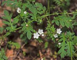 Attēlu rezultāti vaicājumam “Hydrophyllaceae”