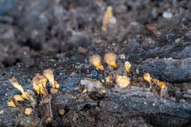 Attēlu rezultāti vaicājumam “Hemitrichia calyculata young”