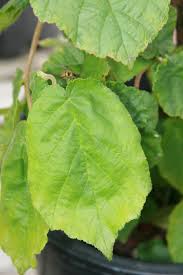 Attēlu rezultāti vaicājumam “Corylus avellana leaf”