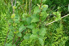 Attēlu rezultāti vaicājumam “Betula humilis”