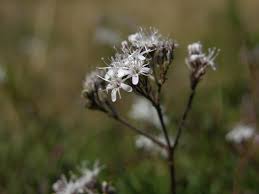 Attēlu rezultāti vaicājumam “Gypsophila fastigiata flower”