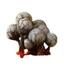 Attēlu rezultāti vaicājumam “Cribraria macrocarpa”