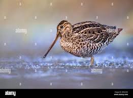 Image result for Gallinago media