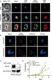 Attēlu rezultāti vaicājumam “Diderma radiatum plasmodium”