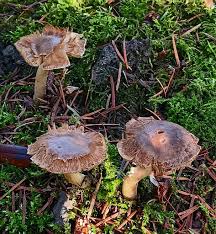 Attēlu rezultāti vaicājumam “Inocybe lanuginosa”
