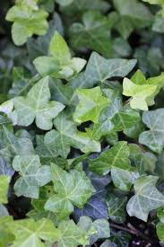 Attēlu rezultāti vaicājumam “Hedera helix”