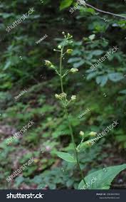 Attēlu rezultāti vaicājumam “Scrophularia nodosa”