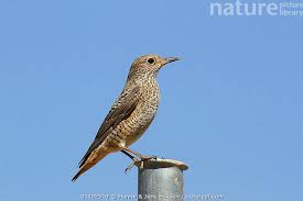 Image result for Monticola saxatilis