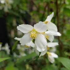 Attēlu rezultāti vaicājumam “Philadelphus lemoinei flower”