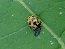 Attēlu rezultāti vaicājumam “Hippodamia notata”