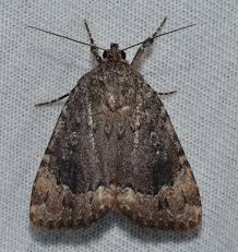 Attēlu rezultāti vaicājumam “Amphipyra”