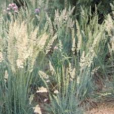 Attēlu rezultāti vaicājumam “Koeleria glauca”