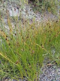 Attēlu rezultāti vaicājumam “Juncus balticus”