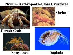 Attēlu rezultāti vaicājumam “Crustacea”