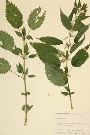 Attēlu rezultāti vaicājumam “Urticaceae”