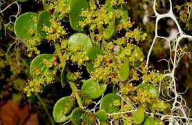 Attēlu rezultāti vaicājumam “Santalaceae”