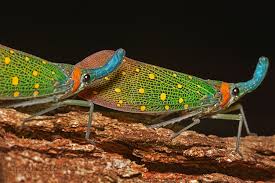 Attēlu rezultāti vaicājumam “Fuligo licentii macro”