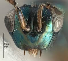 Attēlu rezultāti vaicājumam “Scardia boletella pupa”