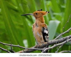 Attēlu rezultāti vaicājumam “Upupa epops”