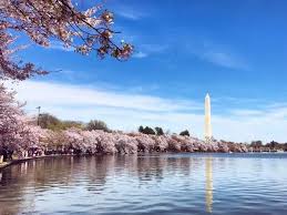 Image result for "cherry blossom" washington
