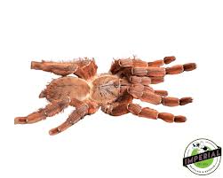 Attēlu rezultāti vaicājumam “Poecilochirus sp.”