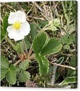 Attēlu rezultāti vaicājumam “Fragaria moschata”
