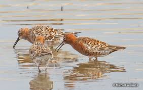 Attēlu rezultāti vaicājumam “Calidris ferruginea adult”