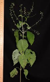 Attēlu rezultāti vaicājumam “Circaea lutetiana”