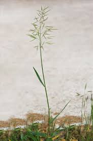 Attēlu rezultāti vaicājumam “Bromopsis inermis”