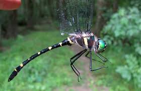 Attēlu rezultāti vaicājumam “Reticularia jurana macro”