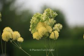 Attēlu rezultāti vaicājumam “Thalictrum flavum leaf”