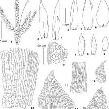 Attēlu rezultāti vaicājumam “Homomallium incurvatum sporophyte”