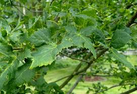 Attēlu rezultāti vaicājumam “Tilia platyphyllos Laciniata”