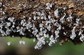 Attēlu rezultāti vaicājumam “Badhamia utricularis”