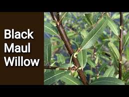 Attēlu rezultāti vaicājumam “Salix triandra fruit”