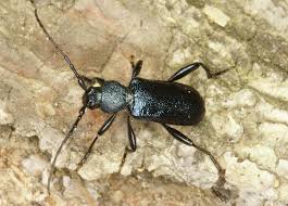 Attēlu rezultāti vaicājumam “Callidium violaceum”