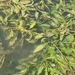 Attēlu rezultāti vaicājumam “Potamogeton lucens leaf”