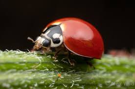 Attēlu rezultāti vaicājumam “Coccinellidae”