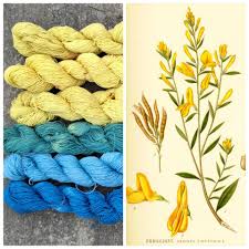 Image result for Genista tinctoria